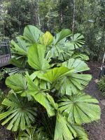 Spaziergang durch den Regenwald