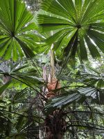 Spaziergang durch den Regenwald