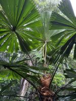 Spaziergang durch den Regenwald