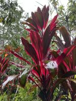 Spaziergang durch den Regenwald