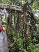Spaziergang durch den Regenwald