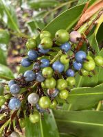 auch eine Ingwer-Art