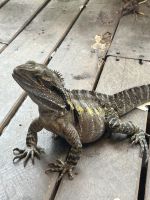 Neugierige Echsen kommen ins Restaurant 