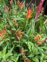 Farben des Regenwaldes 