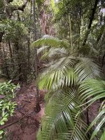 Regenwald-Spaziergang in der Mossman Gorge