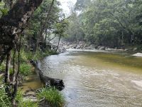 Regenwald-Spaziergang in der Mossman Gorge