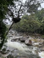 Regenwald-Spaziergang in der Mossman Gorge
