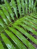Regenwald-Spaziergang in der Mossman Gorge