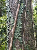 Regenwald-Spaziergang in der Mossman Gorge