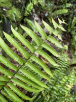 Regenwald-Spaziergang in der Mossman Gorge