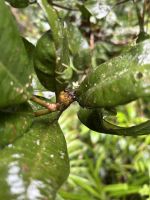 Regenwald-Spaziergang in der Mossman Gorge