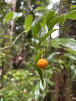 Regenwald-Spaziergang in der Mossman Gorge