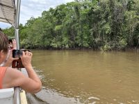 Mangroven am Daintree-Fluss und…