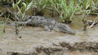 wilde Leisten/Salzwasserkrokodile