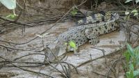 wilde Leisten/Salzwasserkrokodile