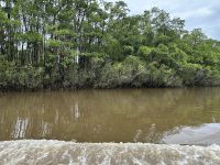 Mangroven am Daintree-Fluss