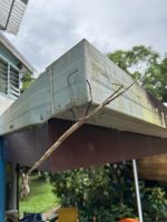 gewaltige Stabheuschrecke