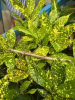 gewaltige Stabheuschrecke