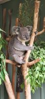 171 Koalabär