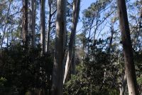 Blue Mountains (4).jpg