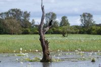 Bootsfahrt auf dem Yellow Waters, Kakadu Nationalpark (1).jpg