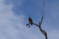 Bootsfahrt auf dem Yellow Waters, Kakadu Nationalpark (8).jpg