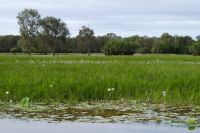 Bootsfahrt auf dem Yellow Waters, Kakadu Nationalpark (10).jpg