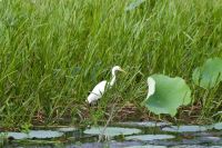 Bootsfahrt auf dem Yellow Waters, Kakadu Nationalpark (12).jpg
