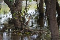Bootsfahrt auf dem Yellow Waters, Kakadu Nationalpark (15).jpg