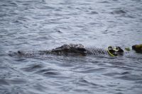 Bootsfahrt auf dem Yellow Waters, Kakadu Nationalpark (21).jpg