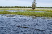 Bootsfahrt auf dem Yellow Waters, Kakadu Nationalpark (23).jpg