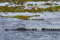 Bootsfahrt auf dem Yellow Waters, Kakadu Nationalpark (24).jpg