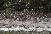 Bootsfahrt auf dem Yellow Waters, Kakadu Nationalpark (25).jpg