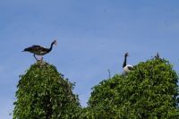 Bootsfahrt auf dem Yellow Waters, Kakadu Nationalpark (28).jpg