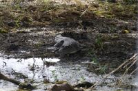 Bootsfahrt auf dem Yellow Waters, Kakadu Nationalpark (31).jpg