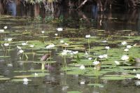 Bootsfahrt auf dem Yellow Waters, Kakadu Nationalpark (33).jpg