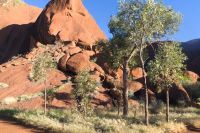 Erkundungen am Uluru, Uluru-Kata-Tjuta-Nationalpark (1).jpg