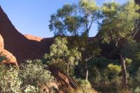 Erkundungen am Uluru, Uluru-Kata-Tjuta-Nationalpark (5).jpg