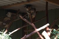 Featherdale Wildlife Park (5).jpg &ndash; &copy; Annika Lembke (Eberhardt TRAVEL)