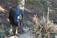 Featherdale Wildlife Park (5)-1.jpg