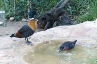 Featherdale Wildlife Park (9).jpg