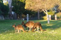 Westaustralien - Yanchep Nationalpark (2).jpg