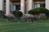 Westaustralien - Yanchep Nationalpark (5).jpg