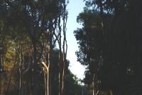 Westaustralien - Yanchep Nationalpark.jpg