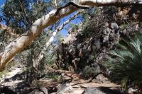 Western MacDonnall Ranges, Standley Chasm (1).jpg