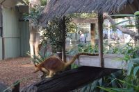 Featherdale Wildlife Park (12).jpg