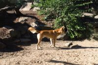 Featherdale Wildlife Park (15).jpg