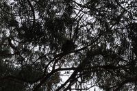 Great Ocean Road - Kenneth River.jpg