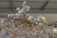 Perth - Kings Park (1).jpg