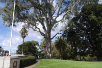 Perth - Kings Park (2).jpg